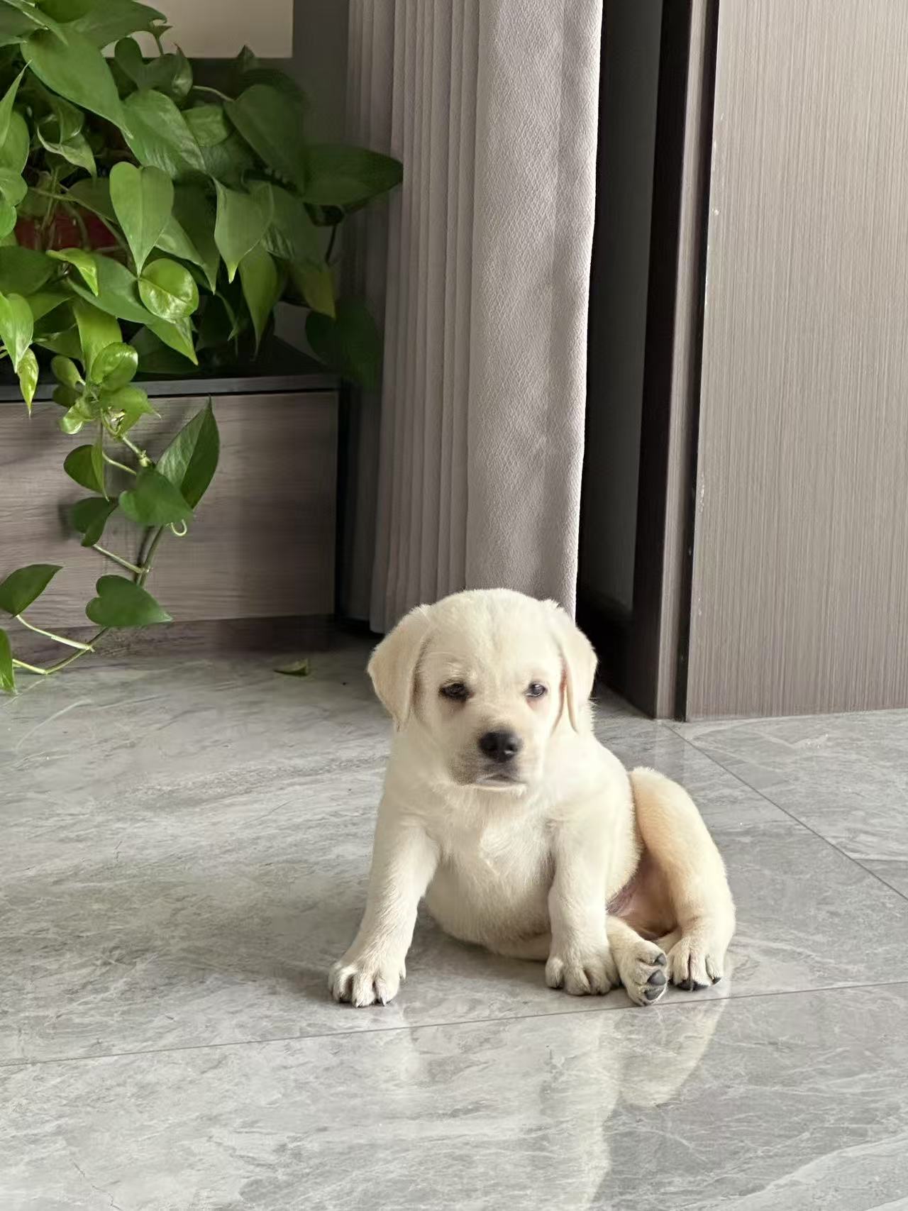白色拉不拉多幼犬,性格活泼可爱,爱亲近人。